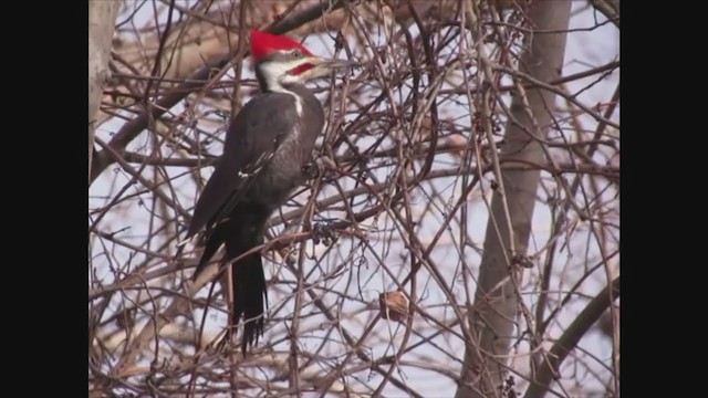 Pileated Woodpecker - ML408497871