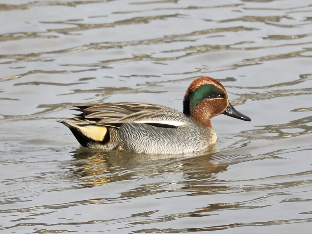 Green-winged Teal - ML408502131