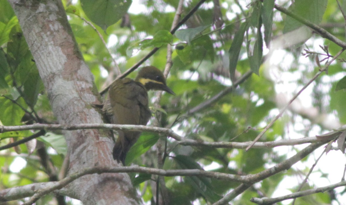 Golden-green Woodpecker - ML40850601