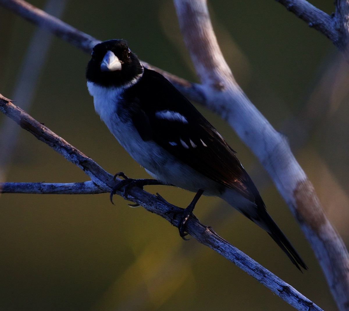 White-naped Seedeater - ML408506121