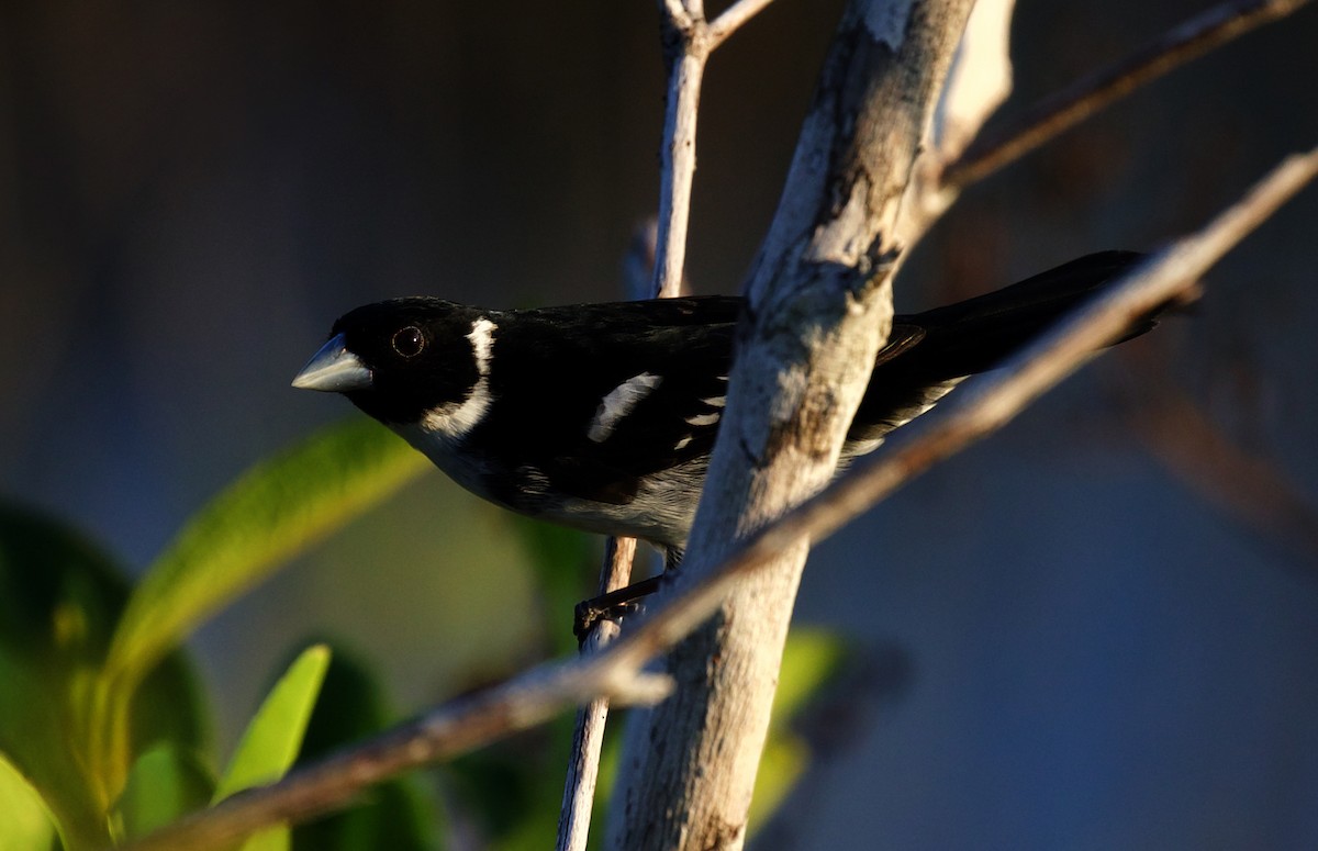 White-naped Seedeater - ML408506131