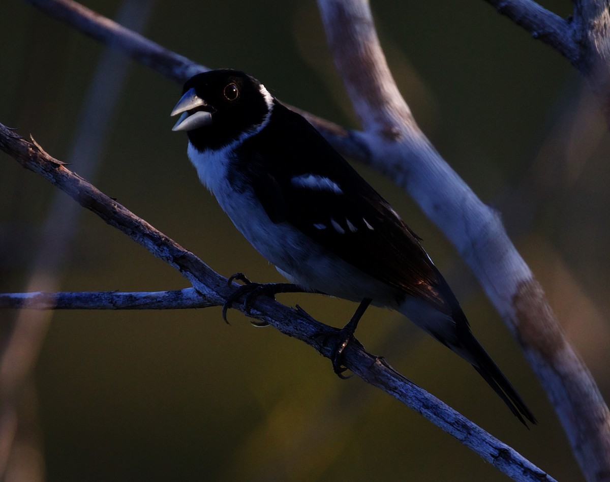 White-naped Seedeater - ML408506191