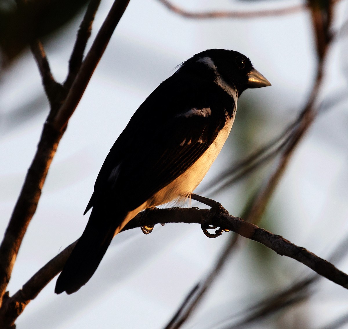 White-naped Seedeater - ML408506281