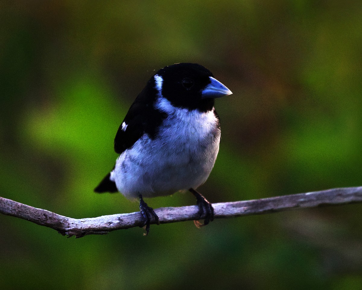 White-naped Seedeater - ML408506701