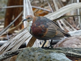  - Polynesian Ground Dove