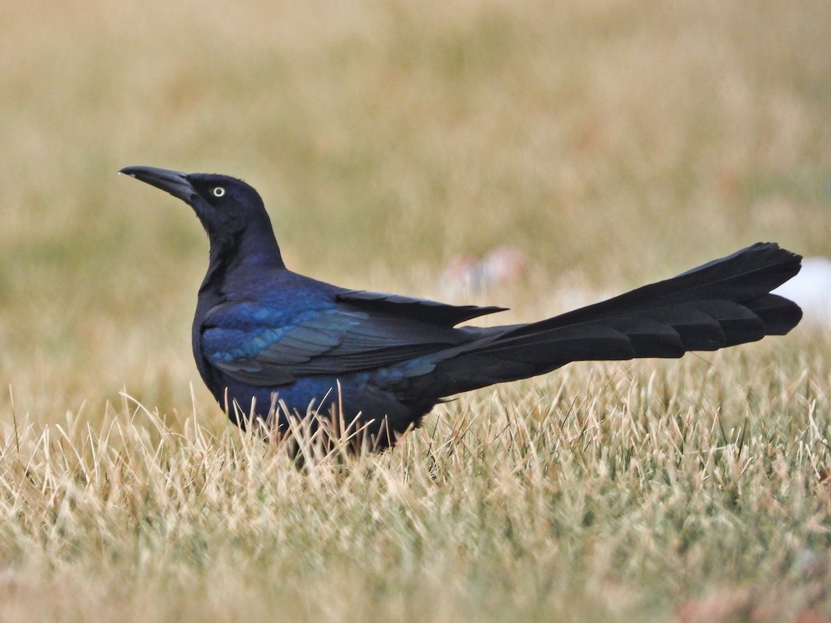 Great-tailed Grackle - ML408512221