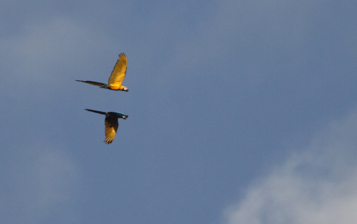 Blue-and-yellow Macaw - Ian Davies