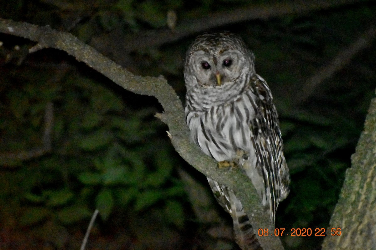 Barred Owl - ML408518351