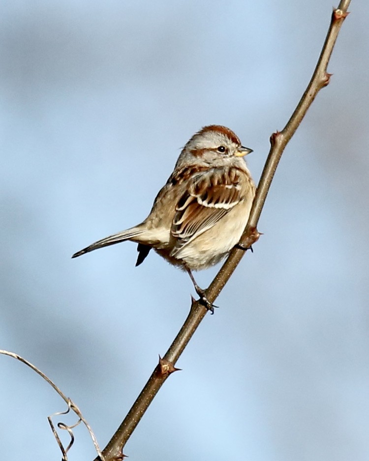 American Tree Sparrow - ML408533701