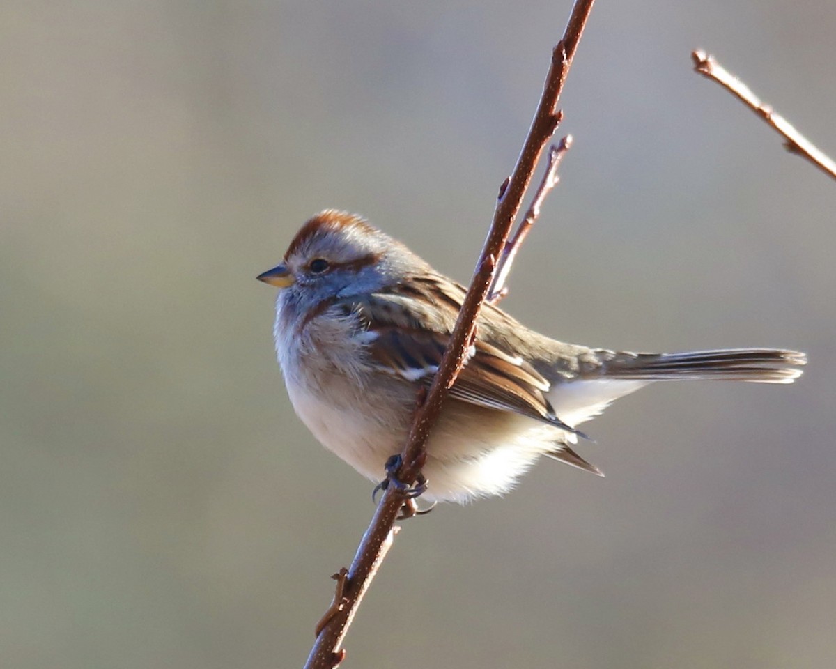 American Tree Sparrow - ML408533711