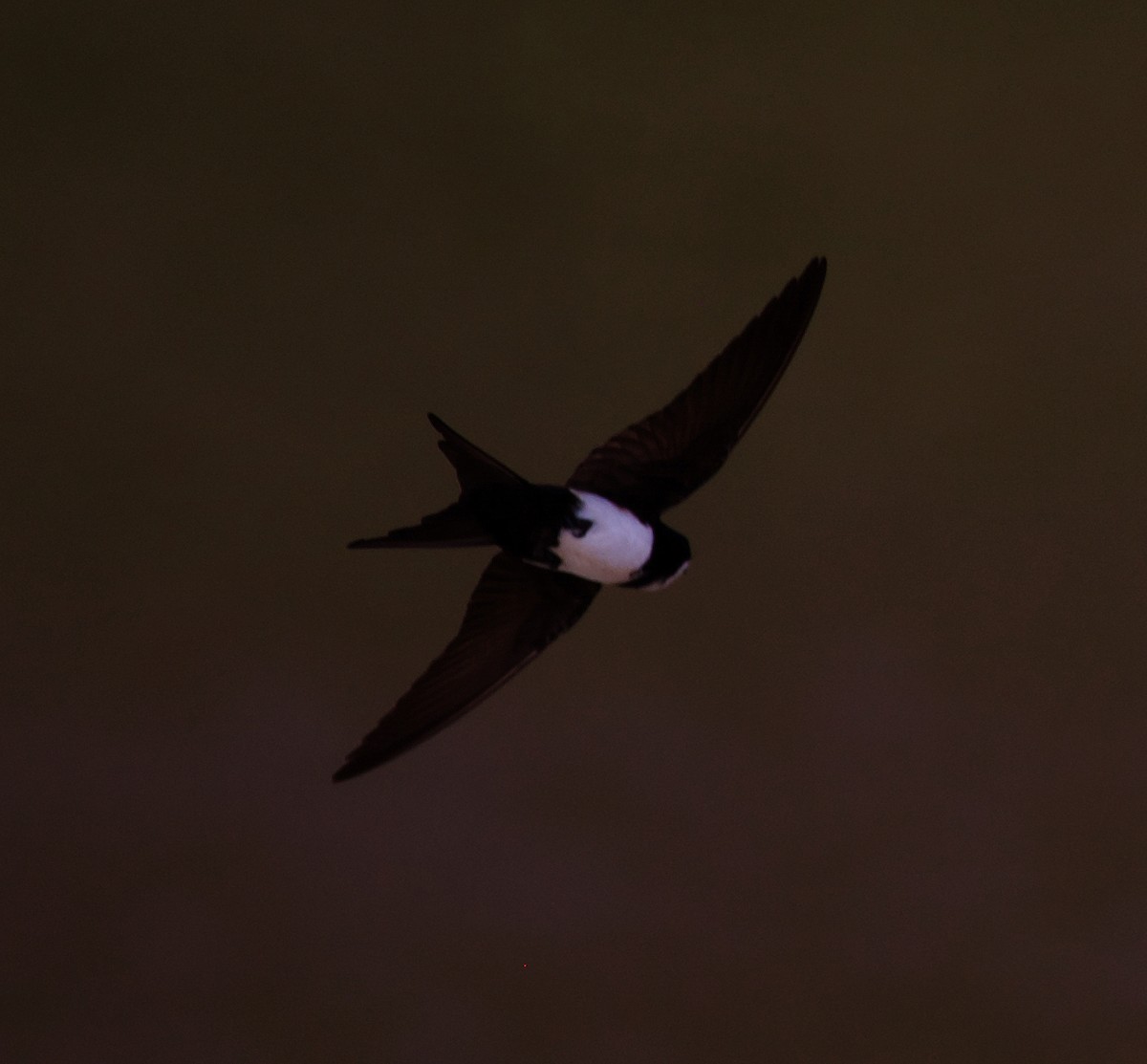 Black-collared Swallow - ML408534151