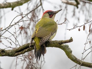  - Eurasian Green Woodpecker