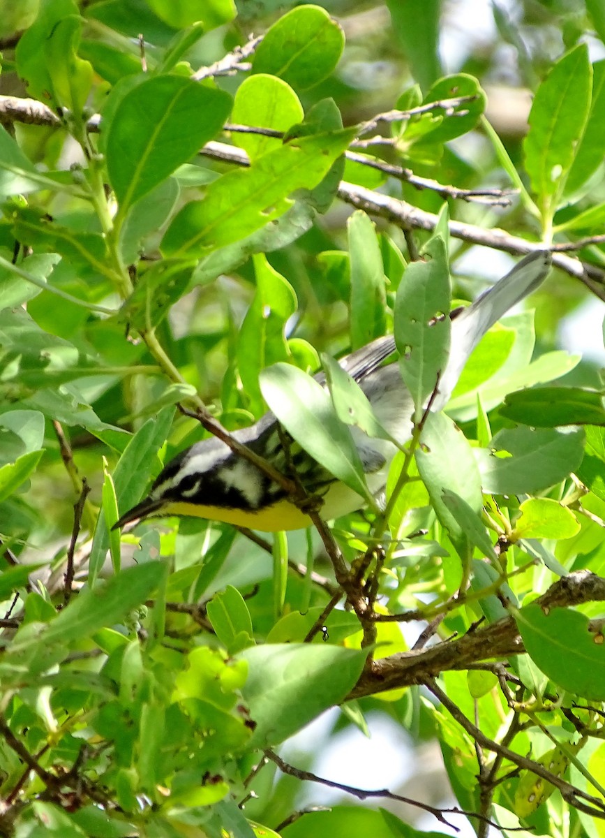 Yellow-throated Warbler - ML40854071