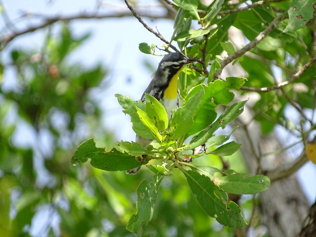 Yellow-throated Warbler - ML40854121