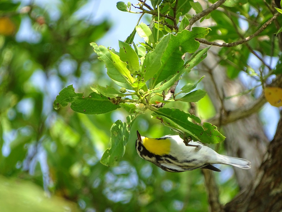Yellow-throated Warbler - Alfonso Auerbach