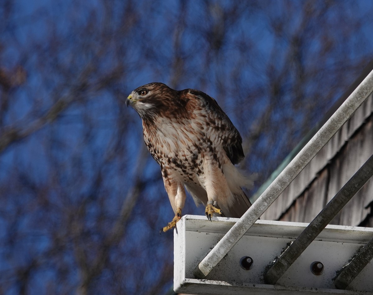 Red-tailed Hawk - ML408541591