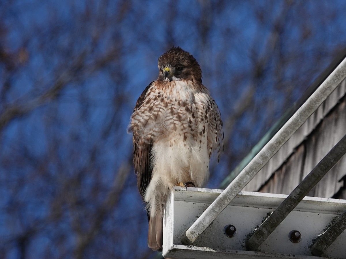 Red-tailed Hawk - ML408541621