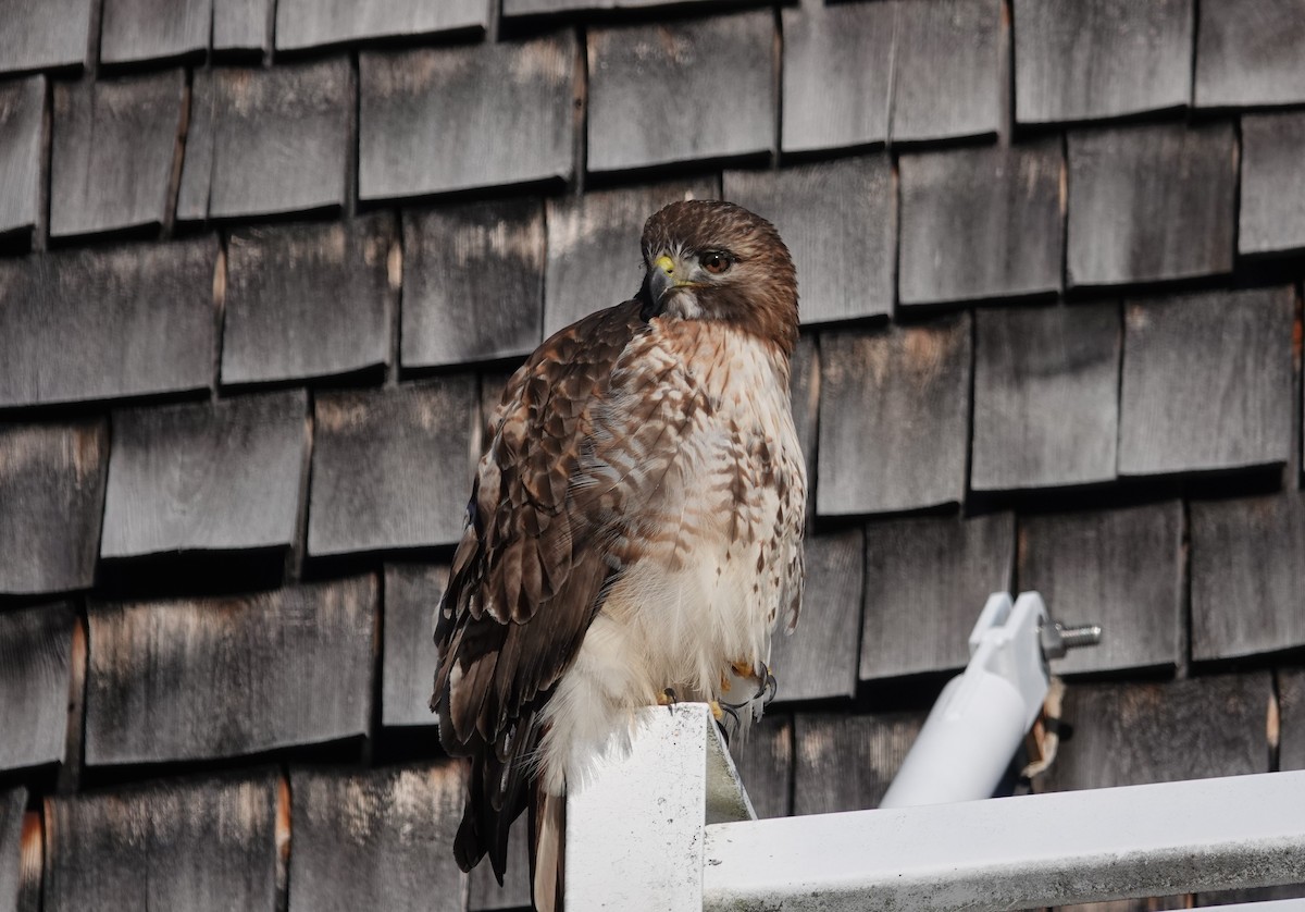 Red-tailed Hawk - ML408541671