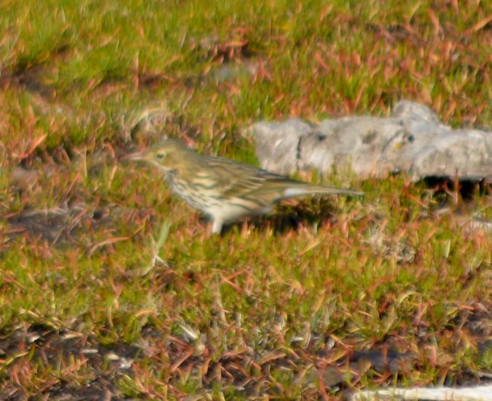 Meadow Pipit - ML408544001
