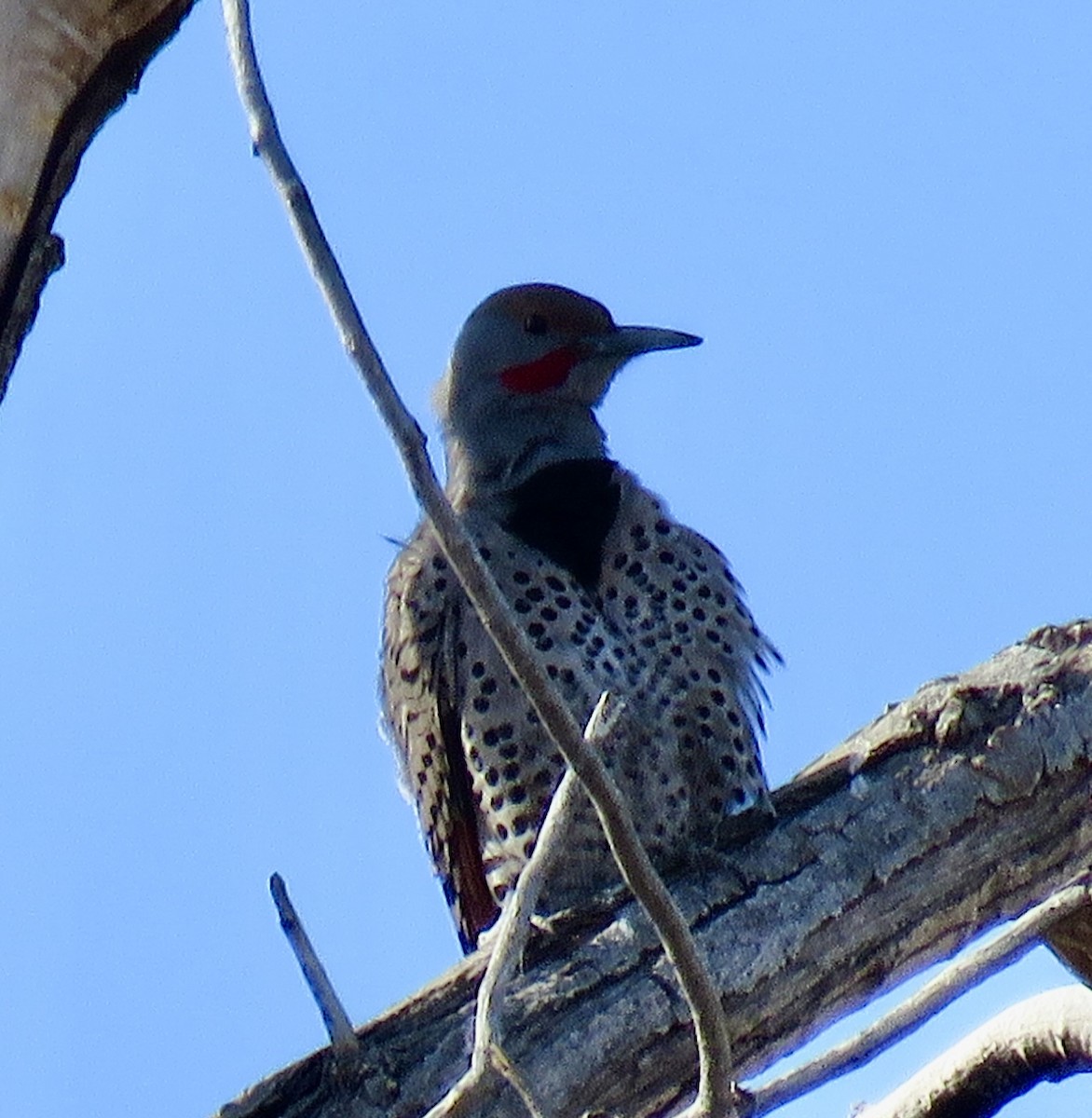 Northern Flicker (Red-shafted) - ML408544451