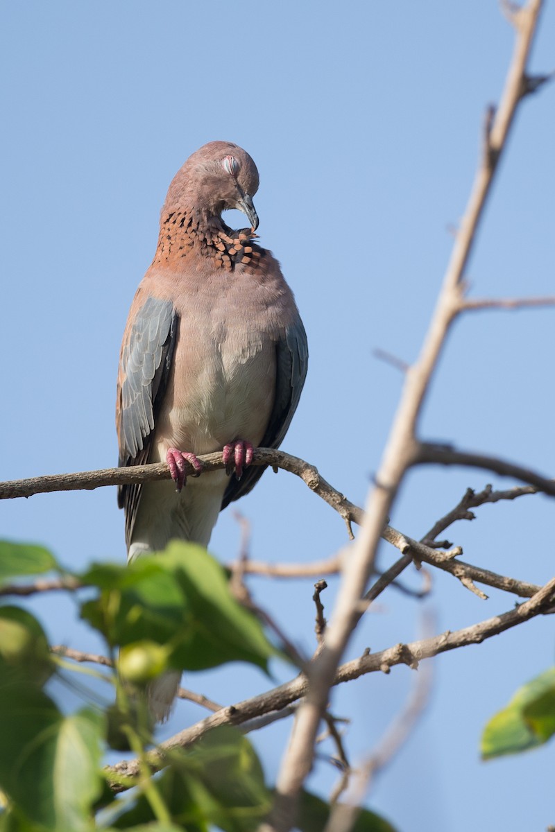 Laughing Dove - Chris Wood