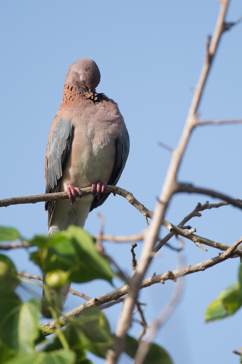 Laughing Dove - ML40854791