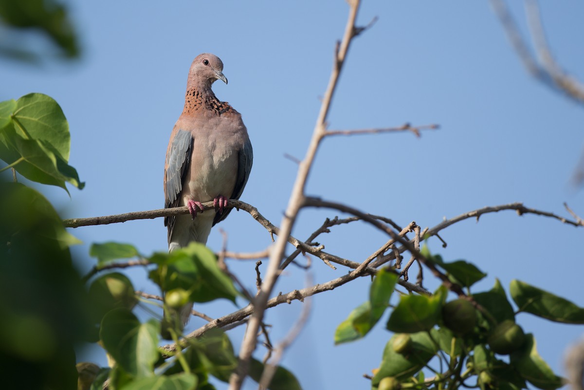 Laughing Dove - ML40854801
