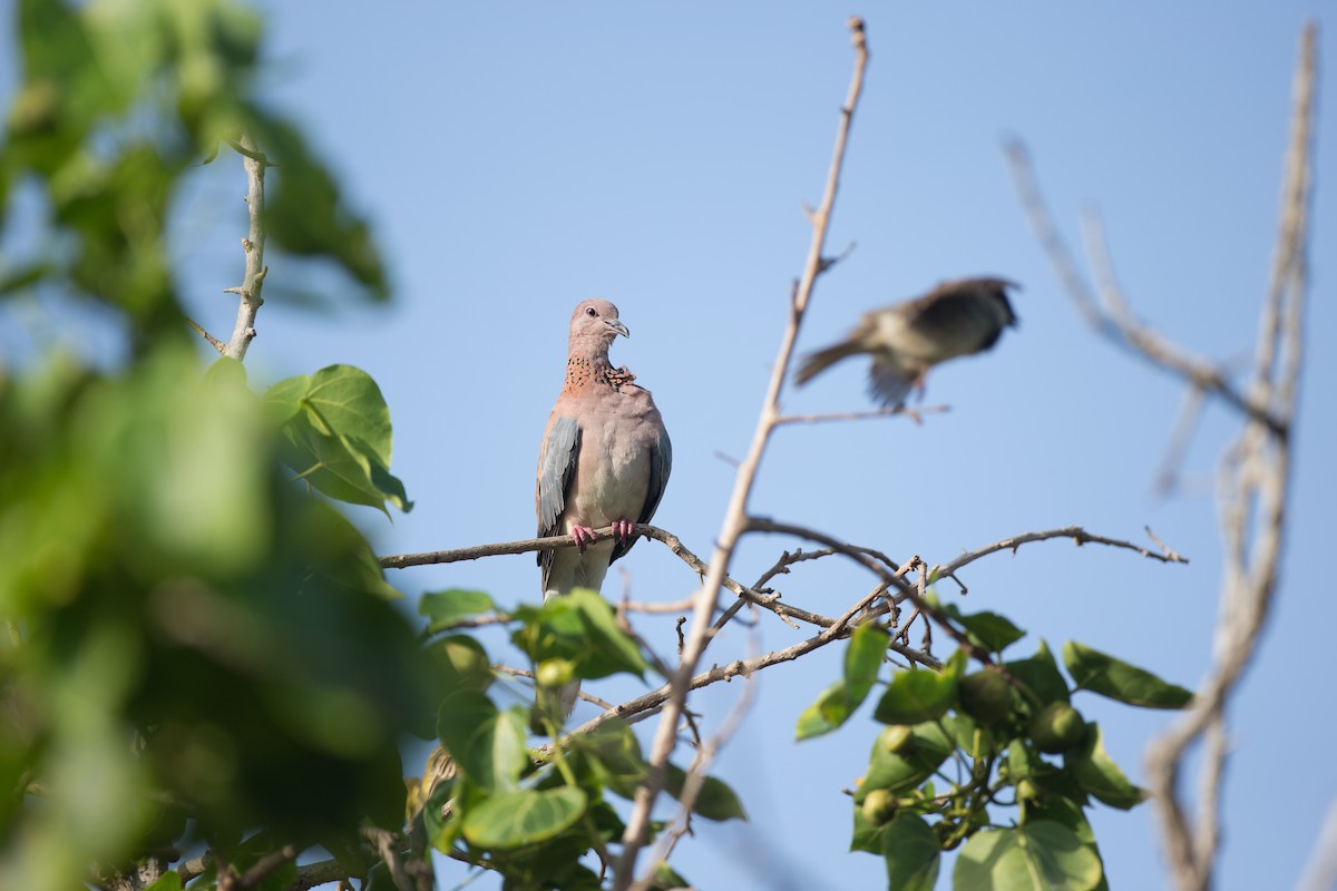 Laughing Dove - Chris Wood
