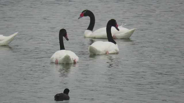 Black-necked Swan - ML408548731