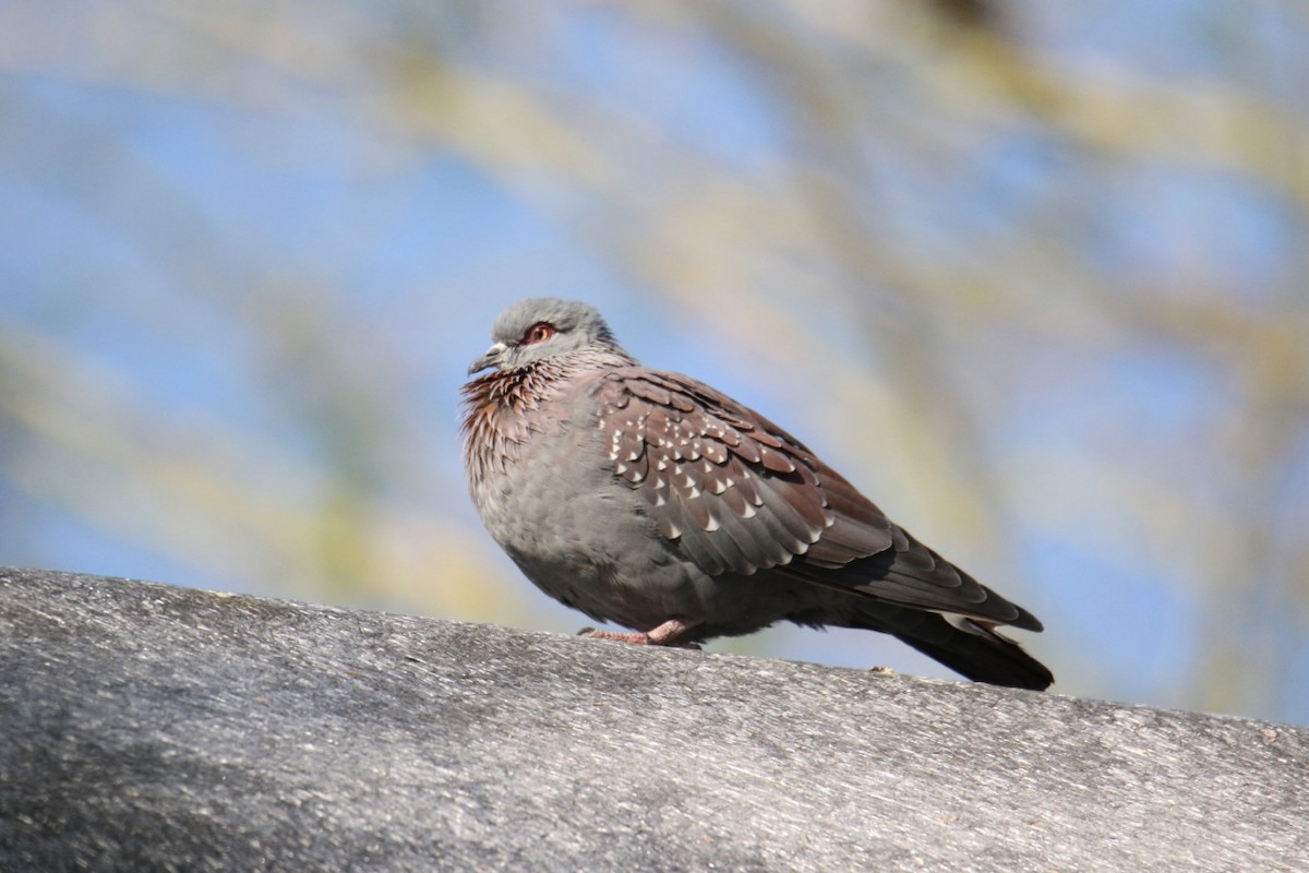 Speckled Pigeon - ML408557601