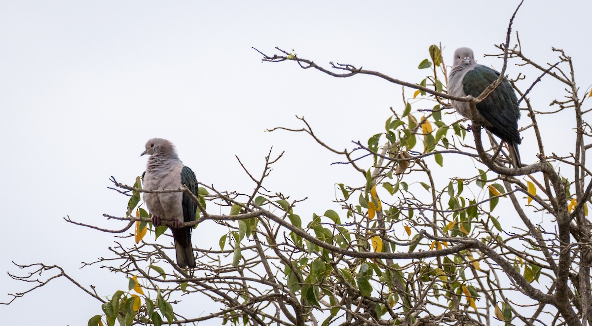 Green Imperial-Pigeon - ML408558011