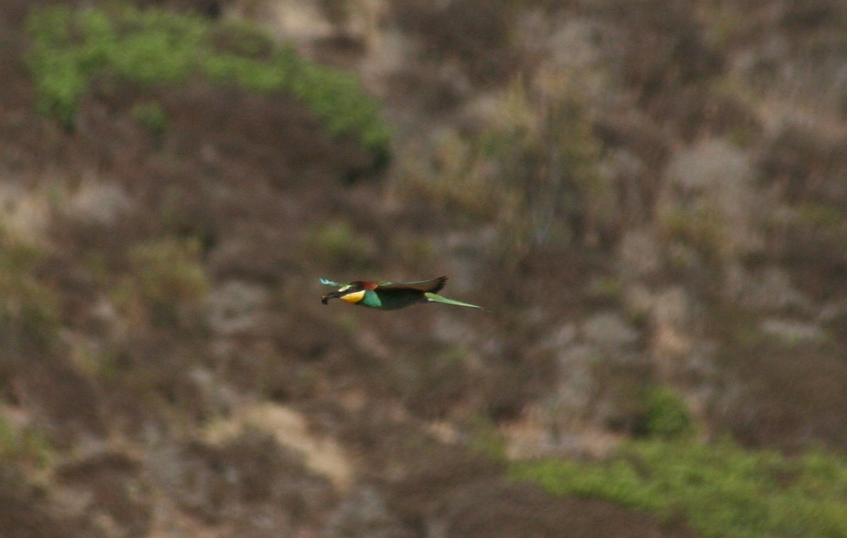 European Bee-eater - Alexandre Hespanhol Leitão