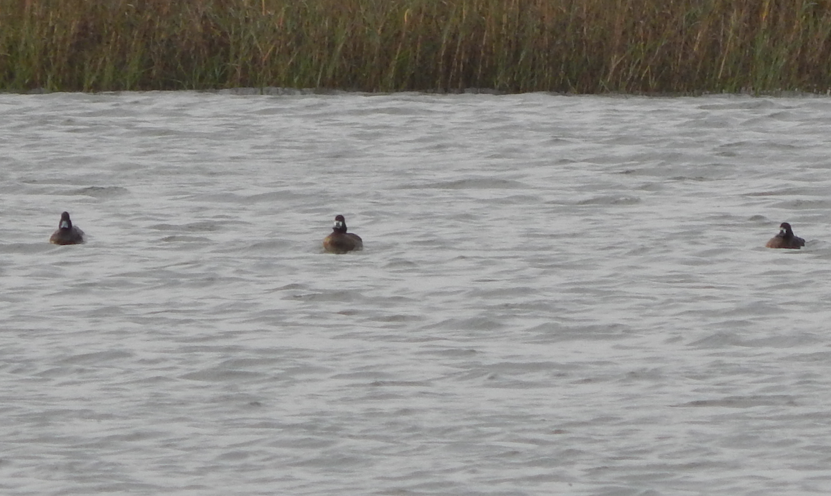 Greater Scaup - ML40856841