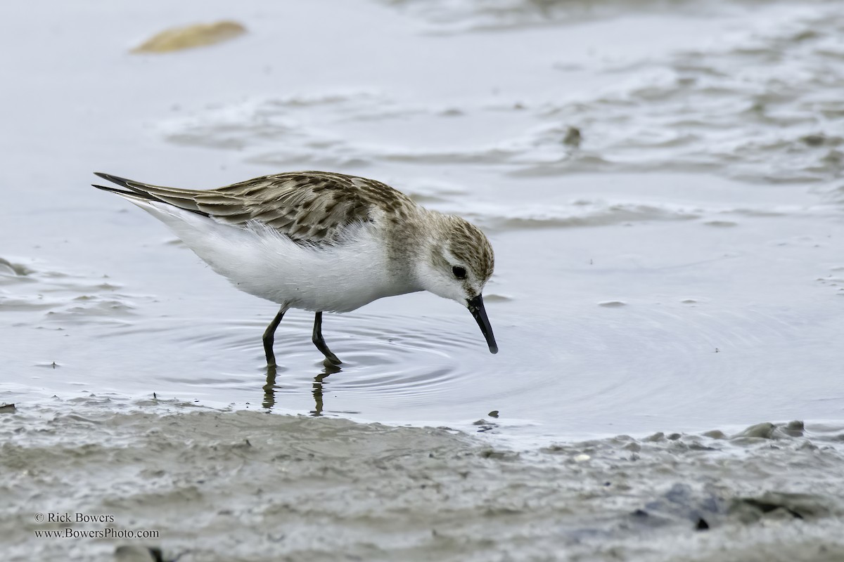 Red-necked Stint - Rick Bowers