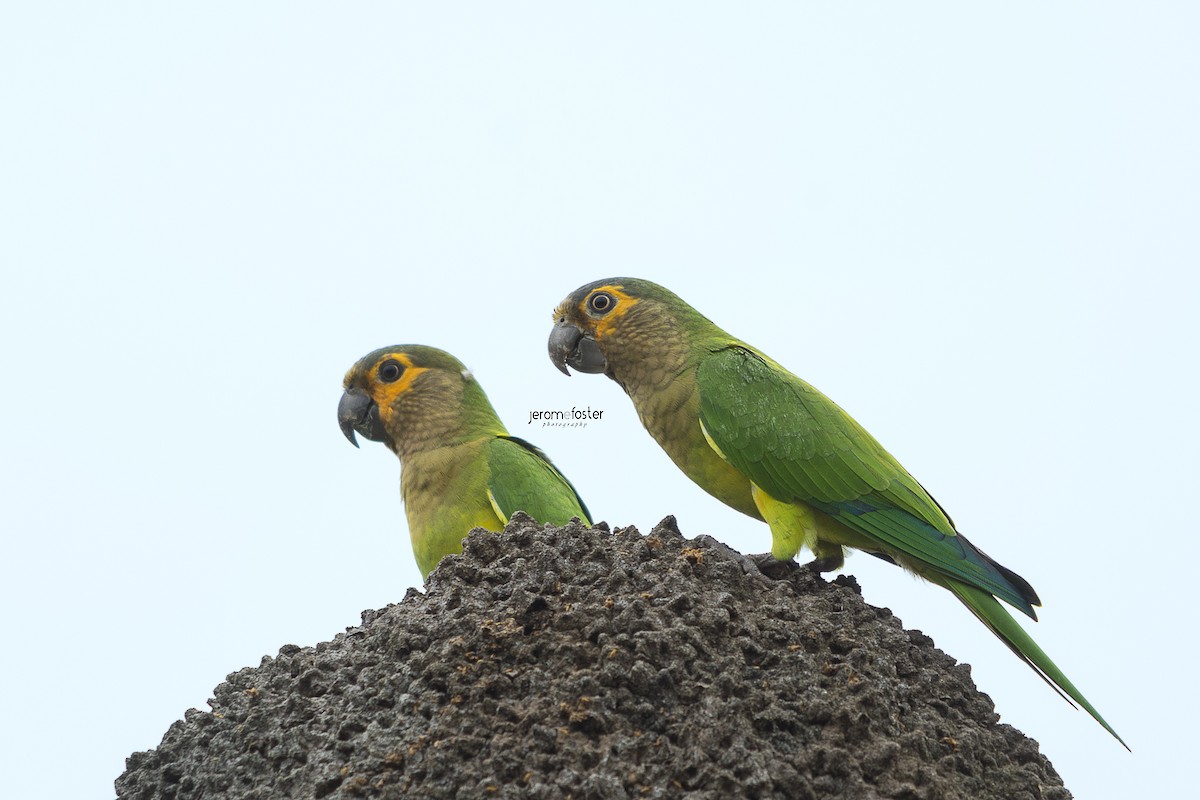 Brown-throated Parakeet - Jerome Foster