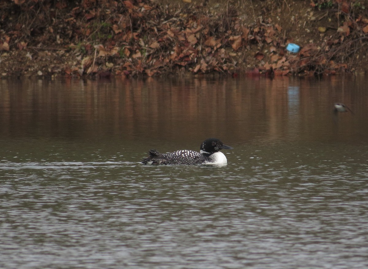 Common Loon - Brian Wulker