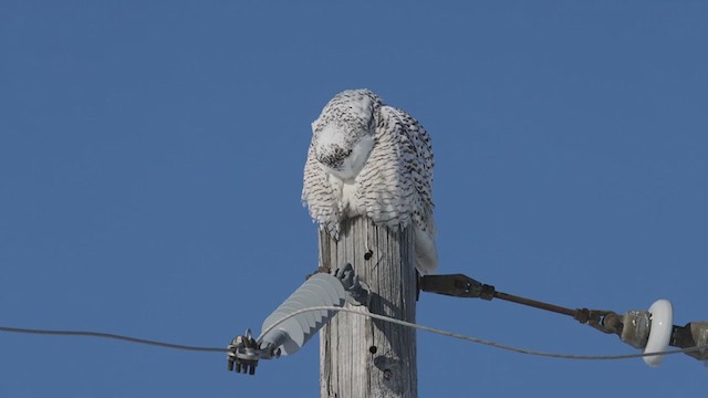 Snowy Owl - ML408599021