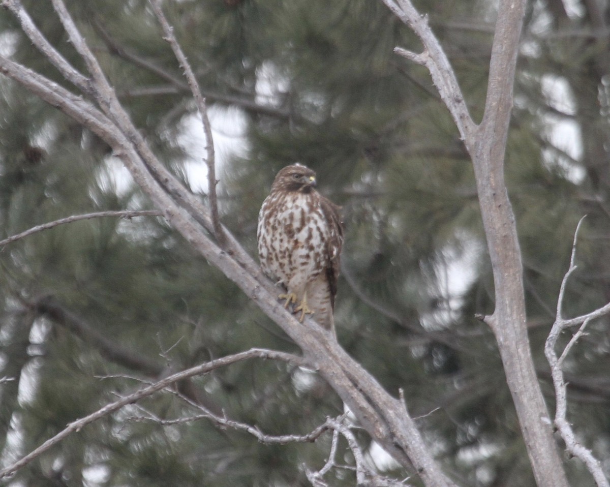 Red-shouldered Hawk (lineatus Group) - Sam Manning
