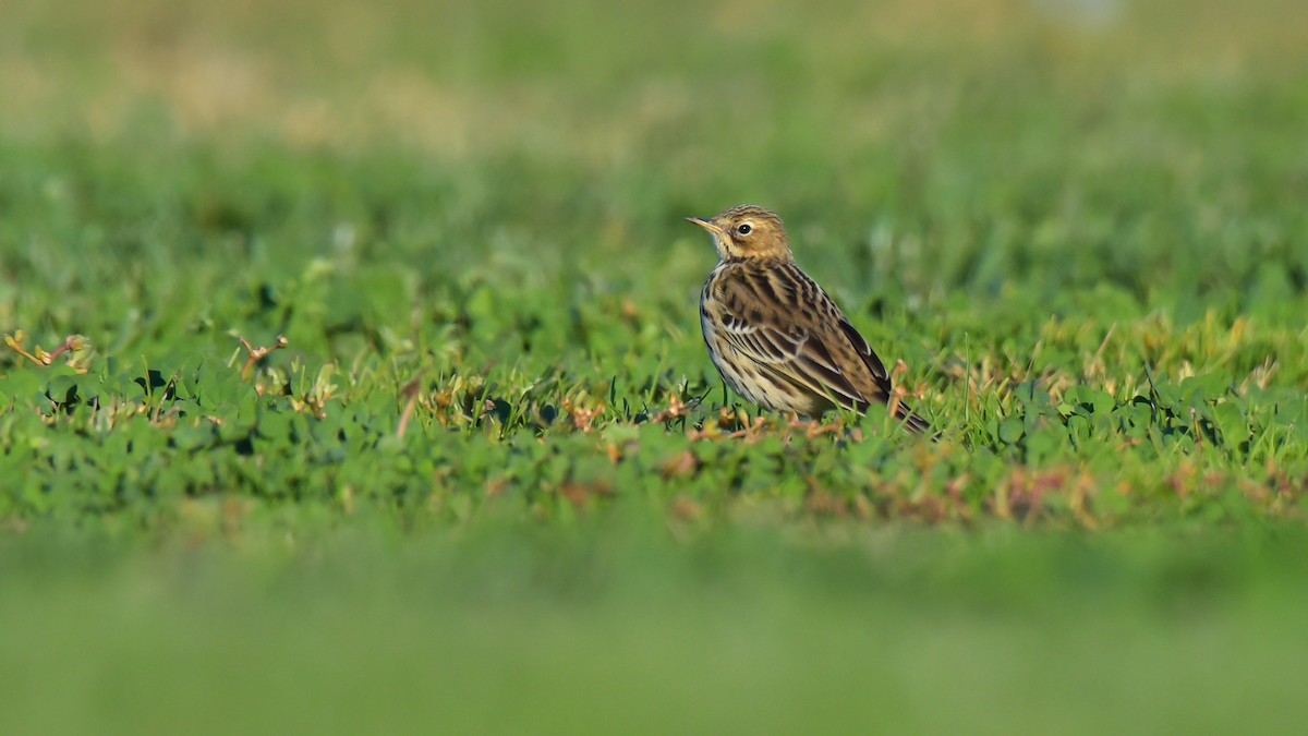 Red-throated Pipit - Jim Pawlicki