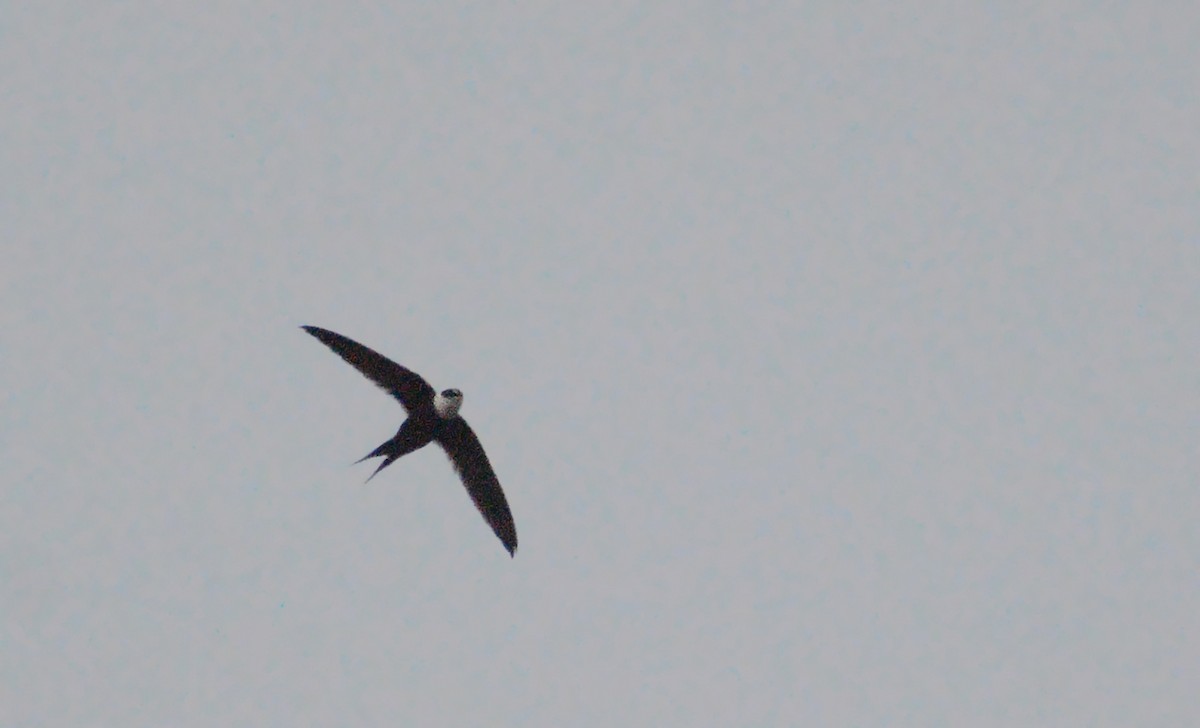 Great Swallow-tailed Swift - ML408605671