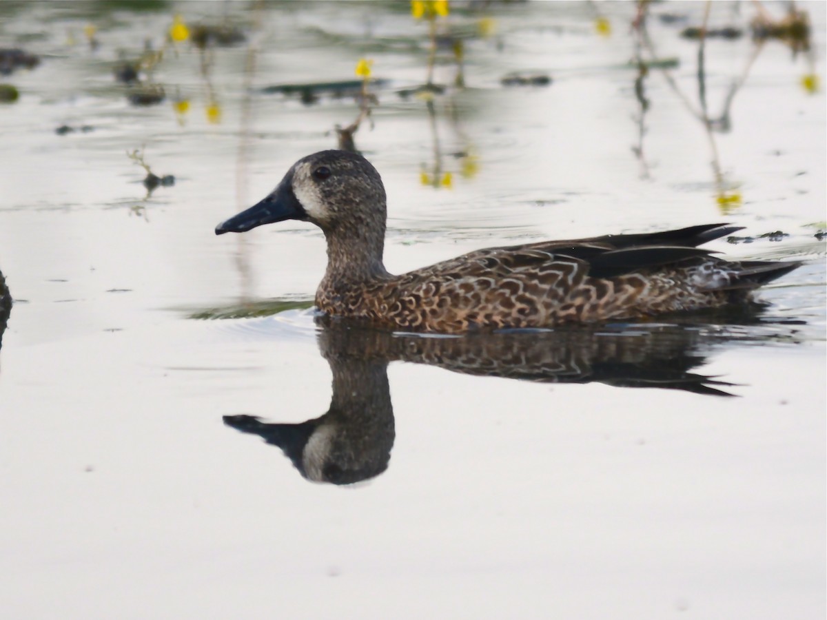 Blue-winged Teal - ML40860671