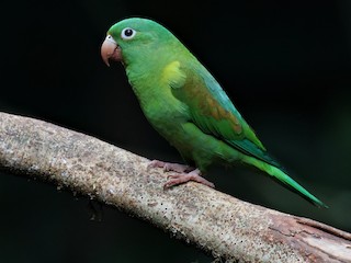  - Orange-chinned Parakeet
