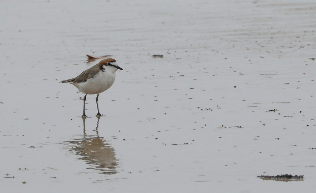 Red-capped Plover - ML408611571