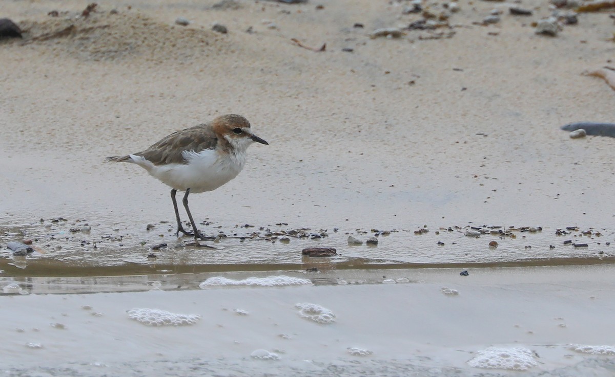 Red-capped Plover - ML408611701