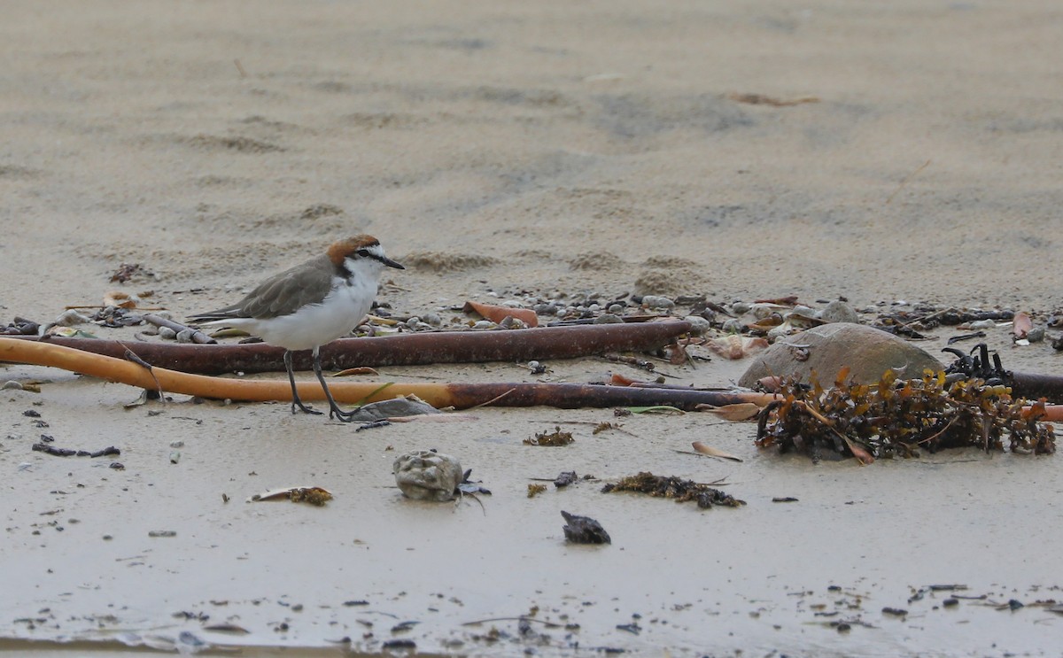 Red-capped Plover - ML408611851