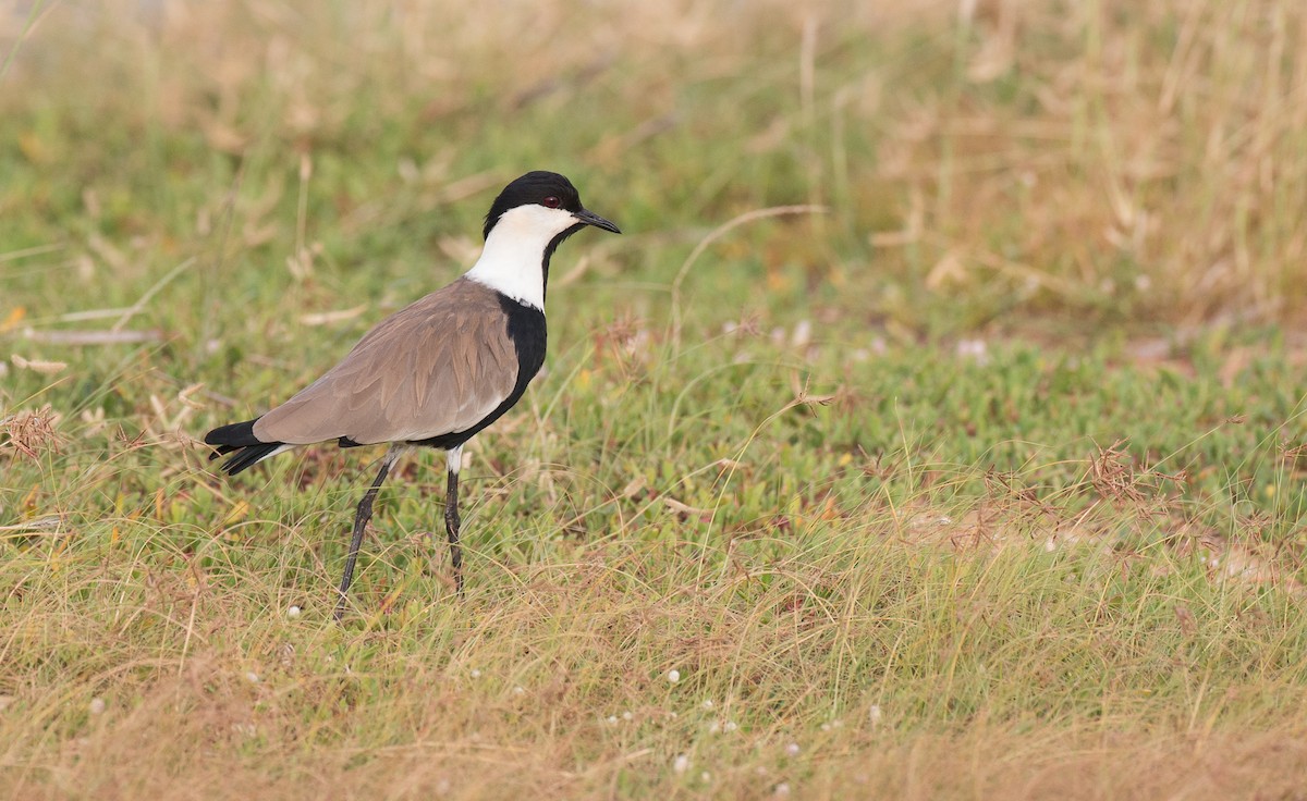 Spur-winged Lapwing - Chris Wood