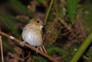  - Cryptic Flycatcher