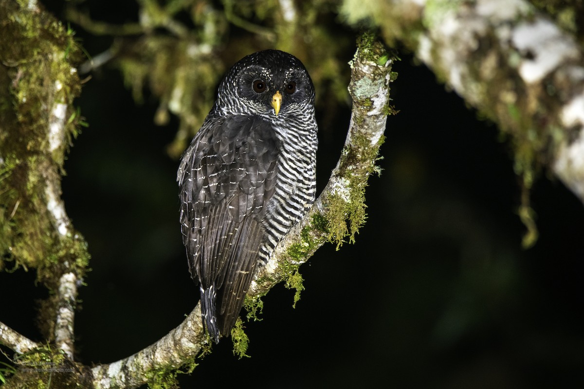 Black-banded Owl (San Isidro) - Rick Bowers