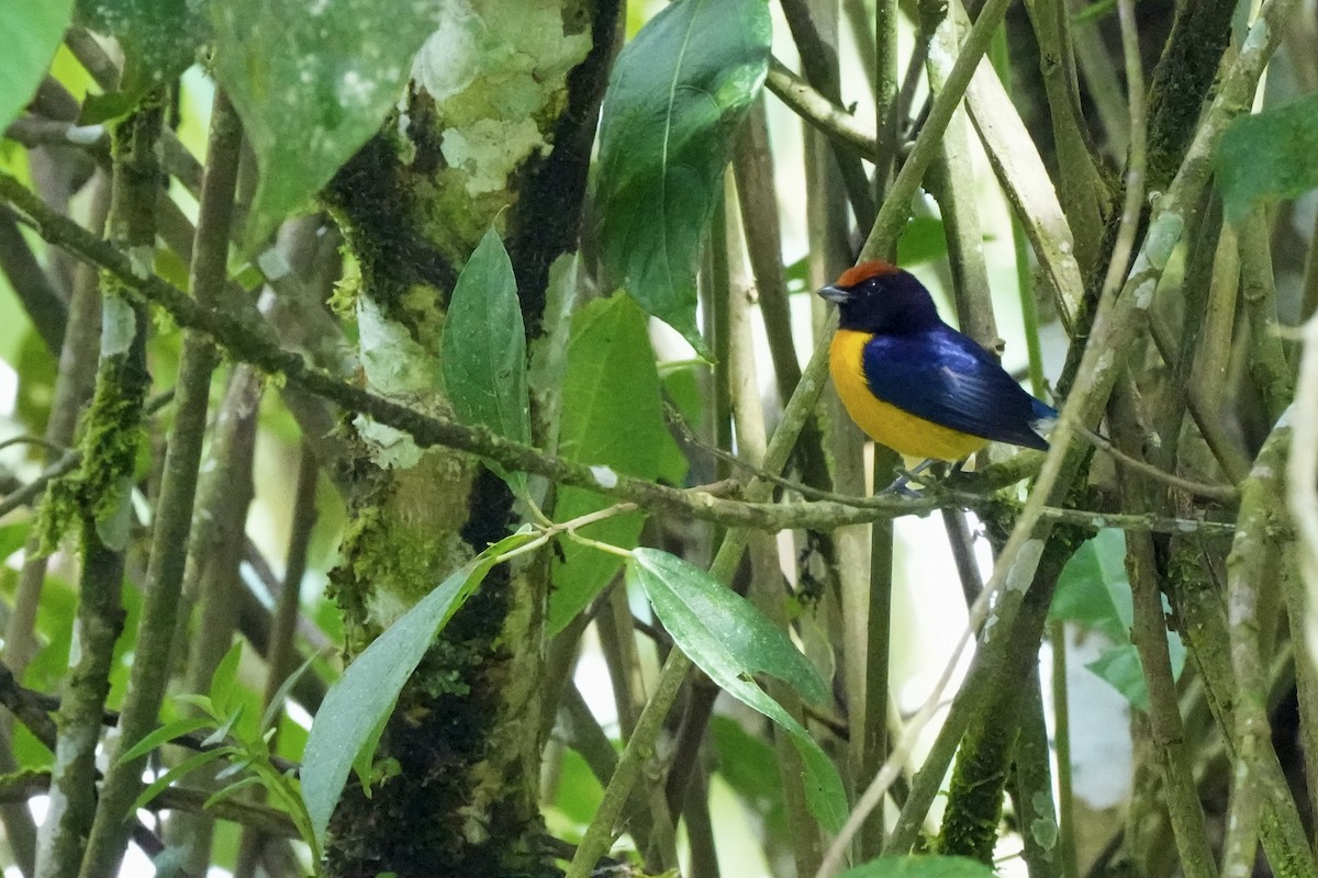 Tawny-capped Euphonia - Eric Bischoff