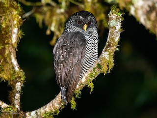  - Black-banded Owl (San Isidro)